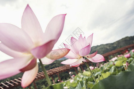 中国湖两朵粉红莲花 紧贴在湖上 中国图片