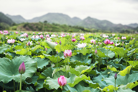 粉红莲花在中国湖上 背景中的山峰上图片