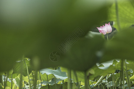 中国湖上的粉红莲花叶子生长花头粉色植物花瓣荷花水平脆弱性蒸汽图片