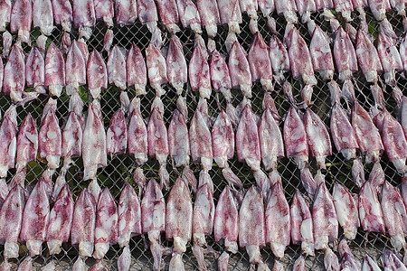 泰国干鱿鱼动物乌贼海鲜图片