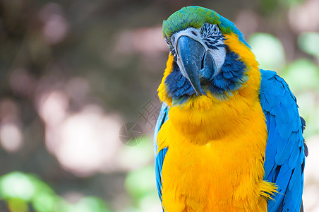 蓝黄色Macaw羽毛热带金刚鹦鹉野生动物荒野丛林金子鹦鹉蓝色图片