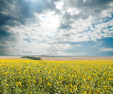 田间有太阳的向日葵场景活力金子蓝色花朵草地蔬菜植物农场场地图片