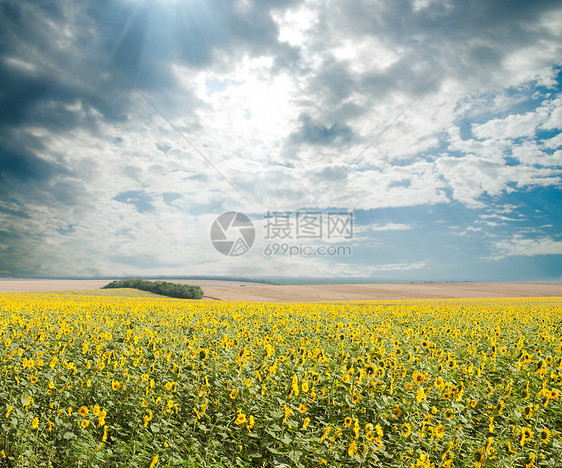 田间有太阳的向日葵场景活力金子蓝色花朵草地蔬菜植物农场场地图片