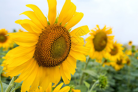夏季田地的向日葵太阳美丽叶子阳光天空花瓣生长摄影植物场地图片