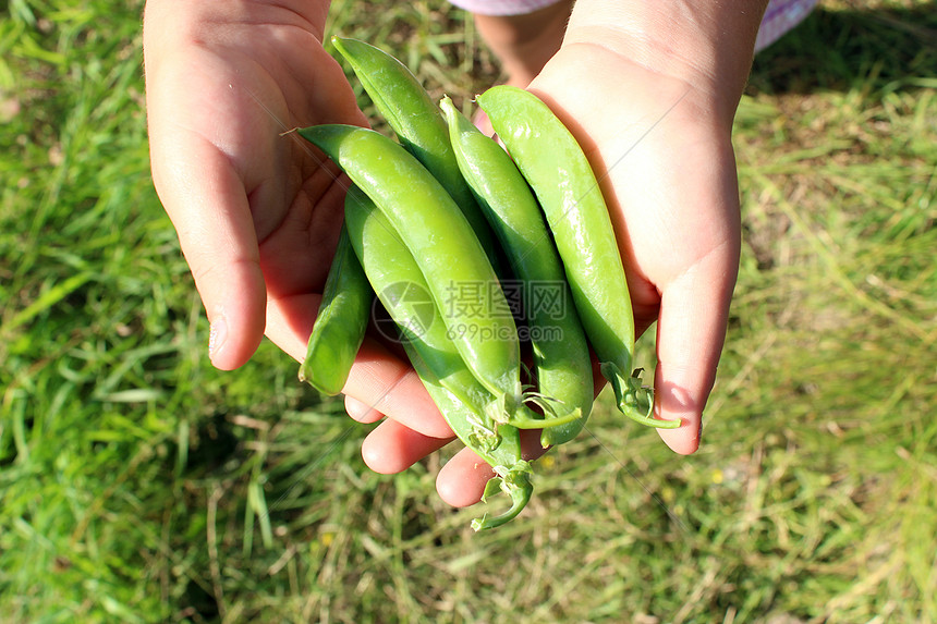 手手里的豆子白色蔬菜宽慰产品棕榈果菜园半成品菜园绿色情妇图片