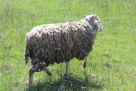 在绿草上奔驰的公羊图片