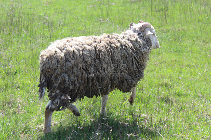 在绿草上奔驰的公羊图片