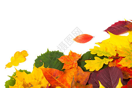 美丽多彩的秋叶叶子季节绿色植物学季节性桦木植物群树木森林黄色图片