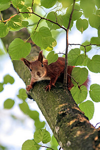 公园里的松鼠哺乳动物树松鼠灰松鼠荒野尾巴木头野生动物动物图片