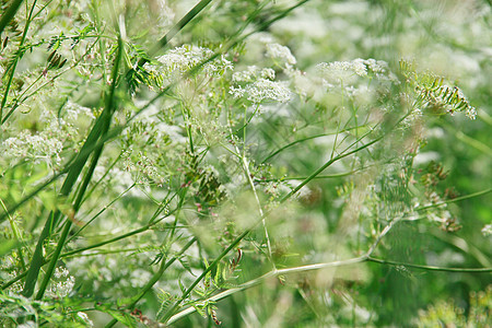 白花背景植物花园园林花卉荒野园艺花朵白色树叶图片