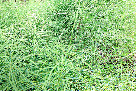 明草背景草本植物生长花园阳光植物晴天草地墙纸叶子照片图片