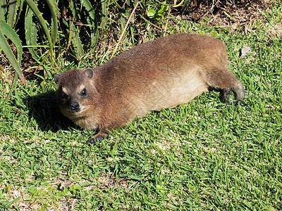 Rock Hyrax普拉卡维亚飞地野生动物旅行石头棕色衬套警报蹄兔哺乳动物头发生活图片