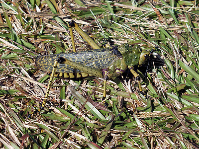 蚂蚱料斗漏洞昆虫荒野刺槐绿色蟋蟀生物翅膀飞跃图片