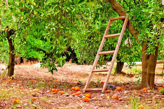 种植园圃中的橙色柑橘树和树上的一个楼梯图片