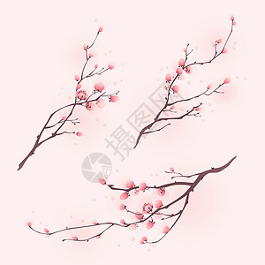 东方风格的绘画 春天樱花开花插图图案粉色梅花文化生长花卉叶子设计元素图片