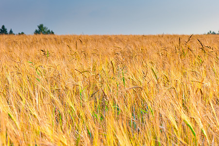 收获前阳光下小麦的黄黄色成熟耳朵图片