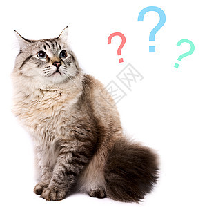 选择什么宠物毛皮猫科动物猫咪问号动物纯种猫表情思维小猫图片