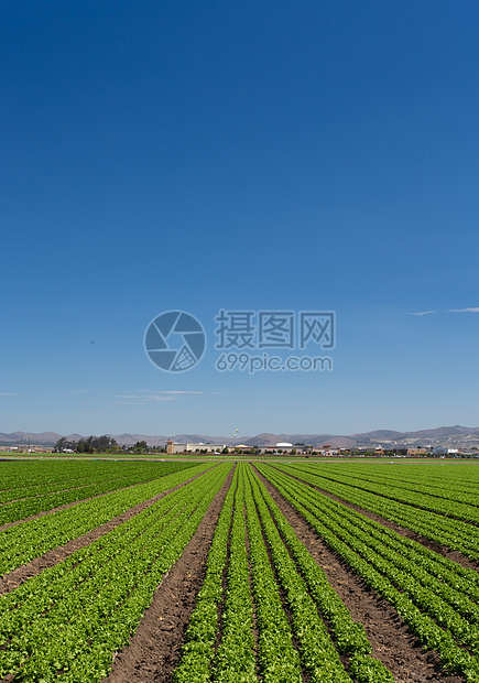 发泡现场全景蔬菜农田生产青菜土地农业牧场蓝色场地叶子图片