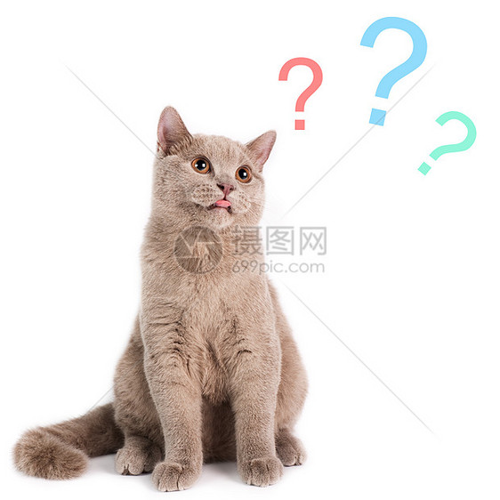 选择什么动物猫咪猫科动物短毛毛皮纯种猫影棚表情小猫宠物图片