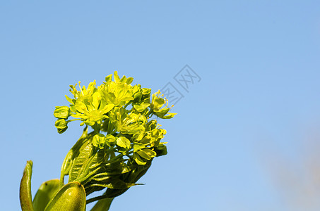 梅花花晴天绿色季节太阳树叶植物群发芽阳光天空生长图片