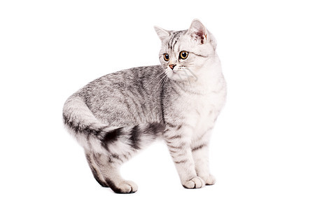 英国短毛猫影棚宠物猫科动物猫咪小猫毛皮动物纯种猫图片