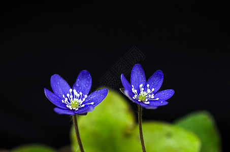 花朵美丽花瓣生长蓝色宏观花园紫丁香紫色植物群园艺肝病图片