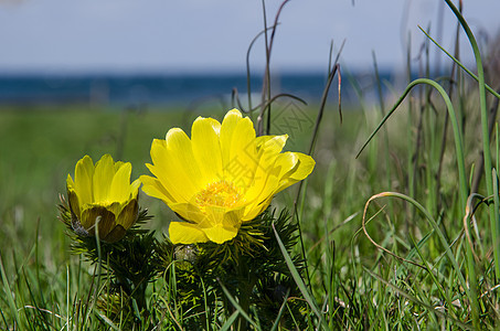 黄春花荒野海岸国家生长眼睛藜芦植物场地季节花瓣图片