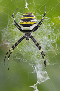 蜘蛛网挂在网上图片