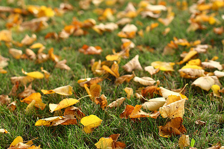 草地上的叶子红色植物学落叶黄色公园偷窥者季节绿色剪裁衬套图片