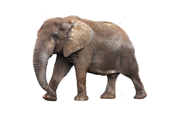 白上孤立的大象灰色野生动物哺乳动物耳朵白色照片动物图片