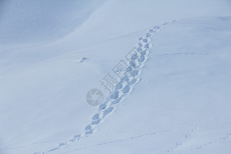 雪上动物痕迹野兔软垫兔子季节荒野猎人狐狸打猎场地野生动物图片