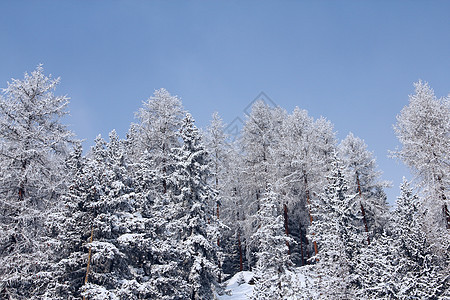 冬季山中美丽的林林天气旅行公园环境阳光高地童话木头季节树木图片