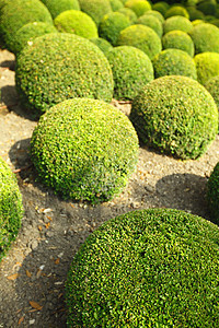 安伯伊思语中的箱木公园树篱灌木生长花园衬套美化植物绿色圆形图片