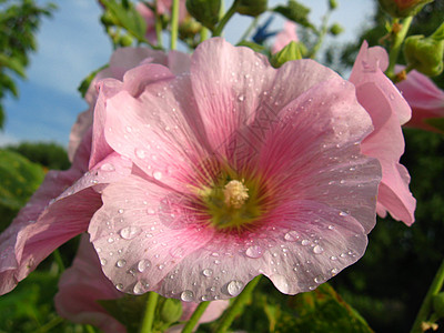 粉红色的花朵草本植物雌蕊花期叶子玫瑰植物学花园季节花瓣花粉图片