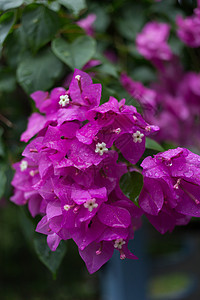 紫色粉红花花束花头叶子粉色纸花水平挂件色彩植物图片