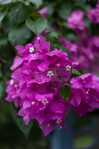 紫色粉红花花束花头叶子粉色纸花水平挂件色彩植物图片