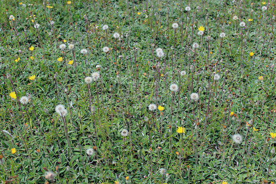 绿草上成熟的花朵绿色叶子空地边界墙纸花瓣植物花园草地植物群图片