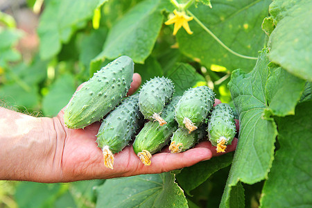 农民手中的几只黄瓜季节爱好场地食物花园植物蔬菜农场工作阳光图片