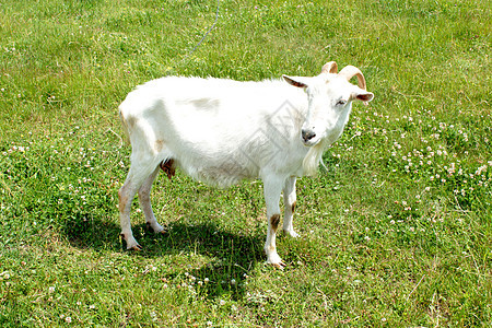 在绿草牧场上放牧的山羊图片