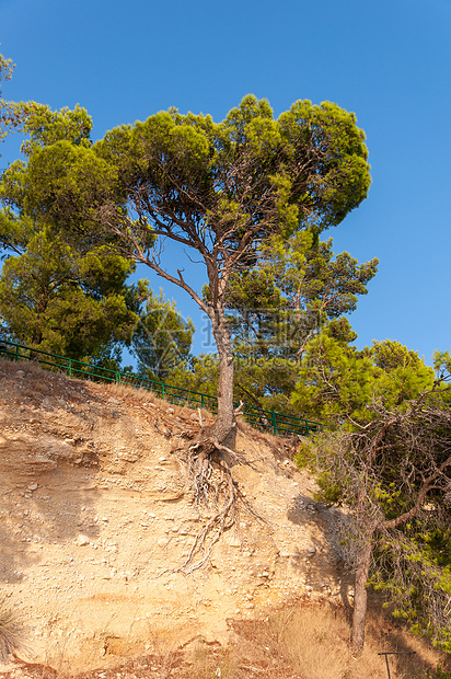 悬崖上的树木天空旅行生长边缘爬坡蓝色松树地面针叶太阳图片