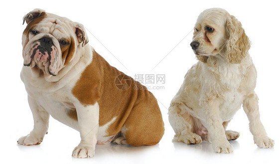 2只2只狗朋友姿势英语宠物猎犬三色情感斗牛犬精神冠军图片