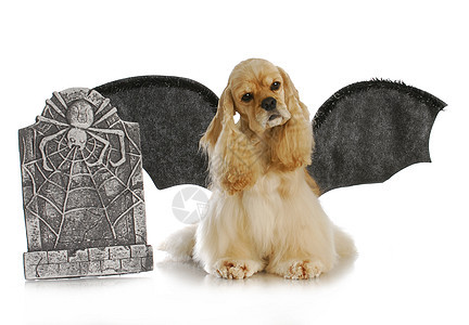 万圣狗情绪化动物派对翅膀浅黄色犬类戏服黑色毛皮宠物图片