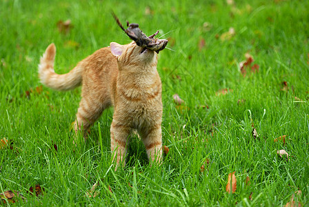猎猫爪子哺乳动物力量栗鼠友谊小猫尾巴猎人游戏橙子背景图片