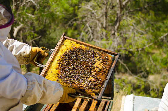 阿皮亚里施在工作蜜蜂蜂窝职业水平养蜂业蜂房防护服昆虫图片