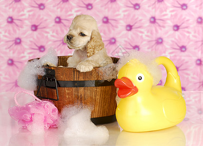狗浴朋友洗澡鸭子肥皂犬类宠物花朵白色橡皮泡沫图片