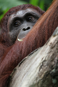 奥兰古人野生动物母亲家庭荒野橙子雨林夫妻母性男性丛林图片