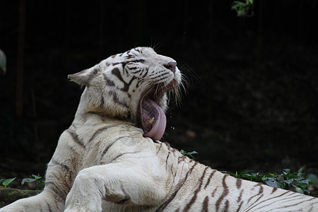 白虎动物群毛皮老虎捕食者动物园野生动物舌头白色图片