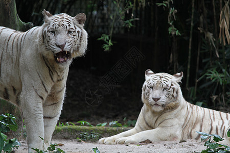 白虎动物群动物园白色捕食者野生动物毛皮舌头老虎图片