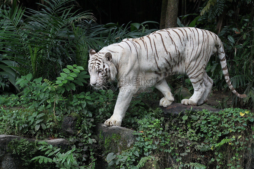 白虎舌头捕食者毛皮动物园白色野生动物动物群老虎图片