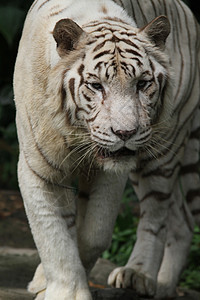 白虎毛皮捕食者动物群老虎白色野生动物舌头动物园图片